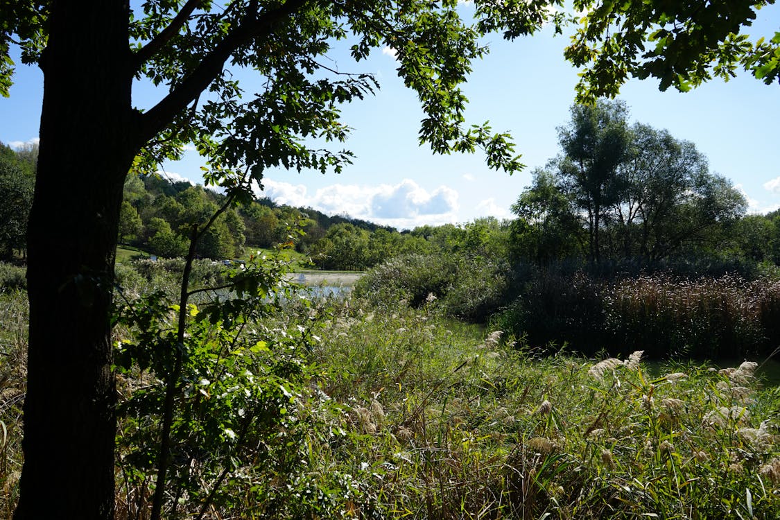 Tree and tall grass plants in green field under blue sky
