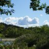 Trees and bushes with green leaves surrounding a water body under a blue sky with white clouds