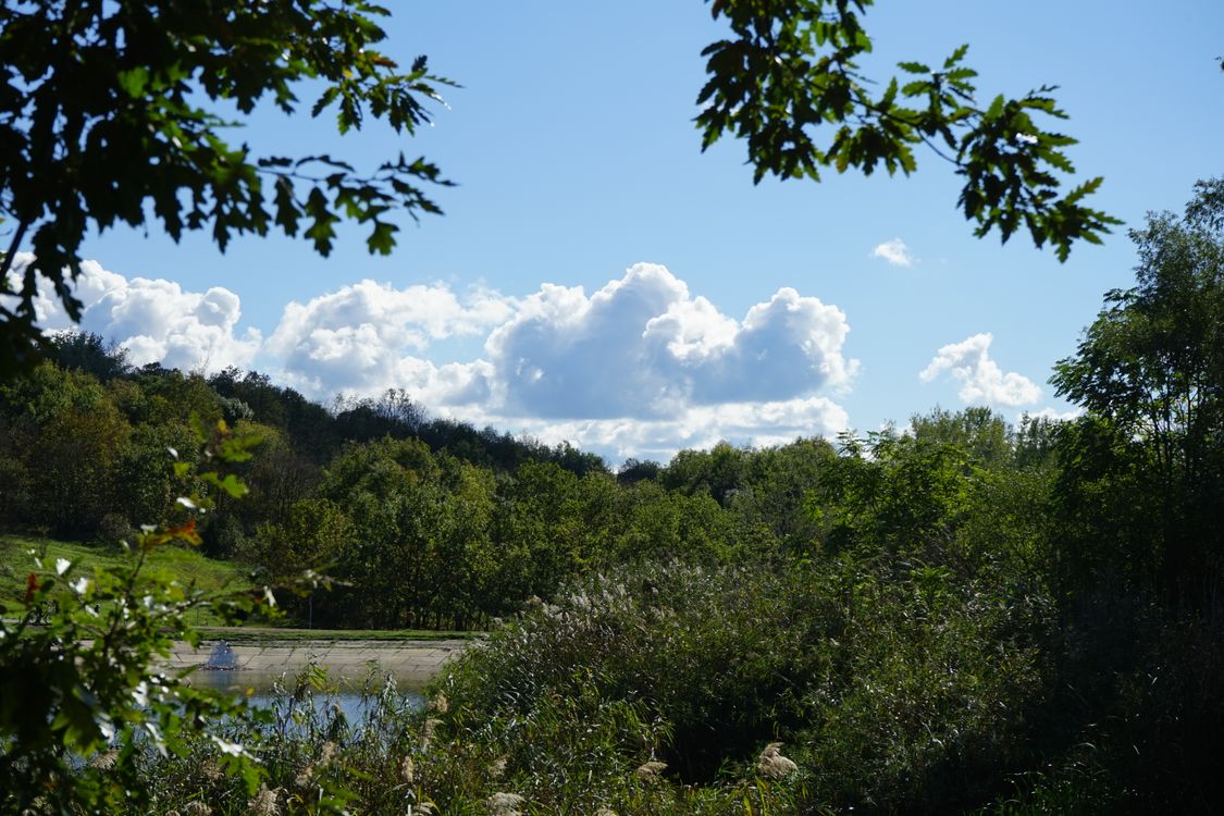 Trees and bushes with green leaves surrounding a water body under a blue sky with white clouds